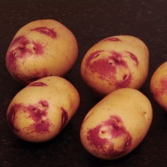 Kestrel Potato Seed